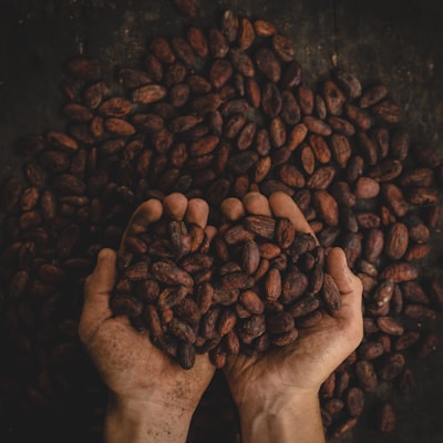 MASĂ de CACAO