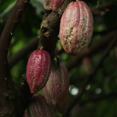 PUDRĂ de CACAO alcalinizată 22%