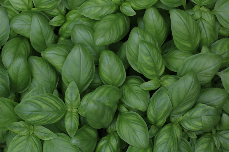 STEVIA frunze
