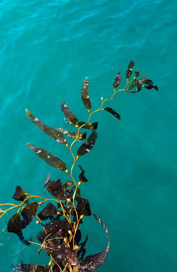 Alge LAMINARIA (Kelp) sublimate (spălate și uscate)