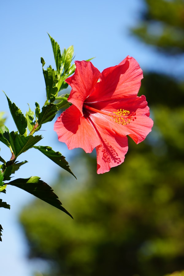 CEAI de HIBISCUS (KARKADE)
