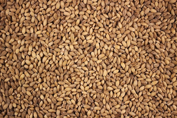MALȚ de secară nefermentat