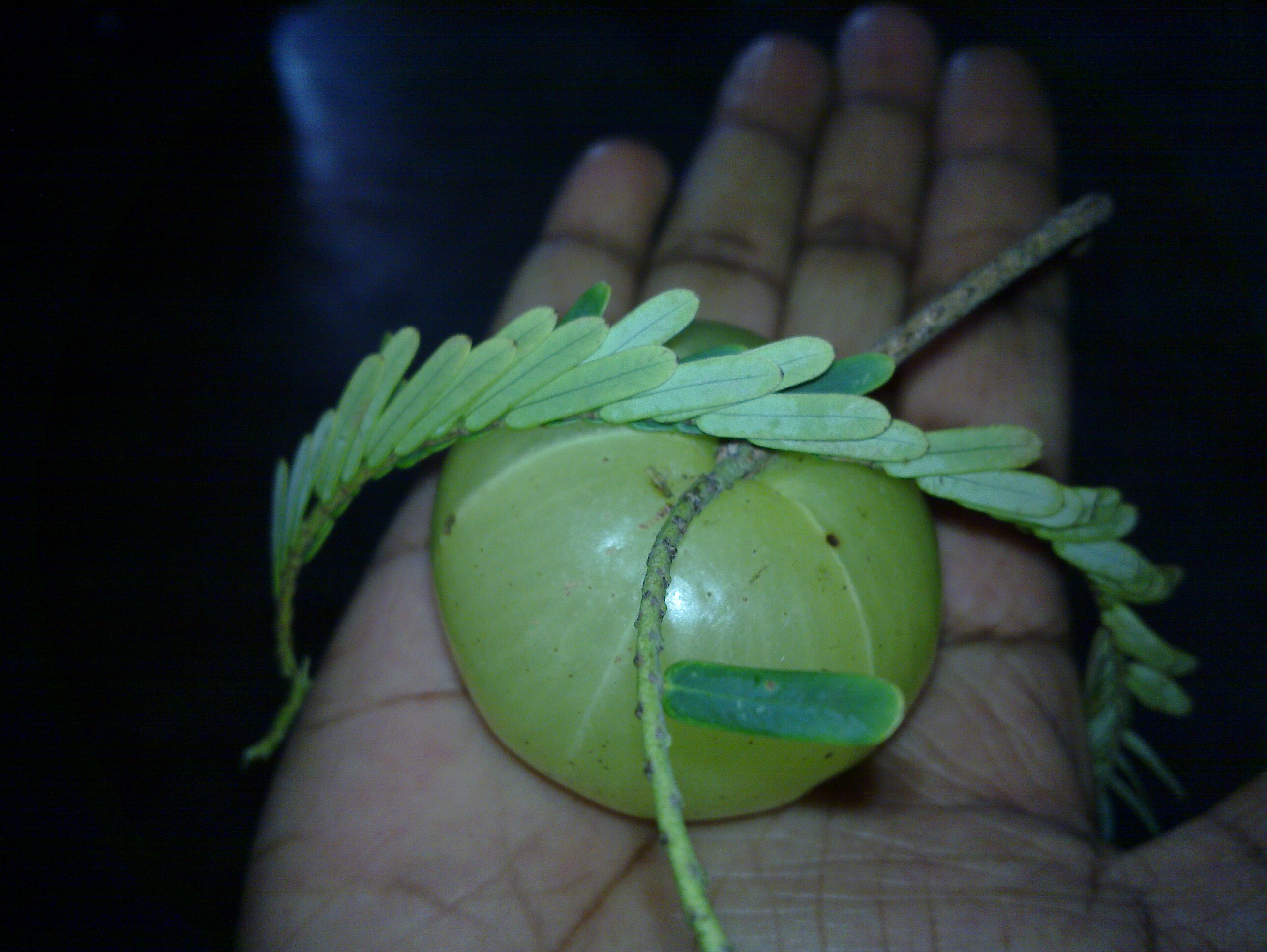 AMLA pulbere (vitamina C naturală)