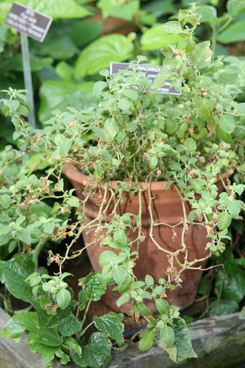 ASHWAGANDHA pulbere
