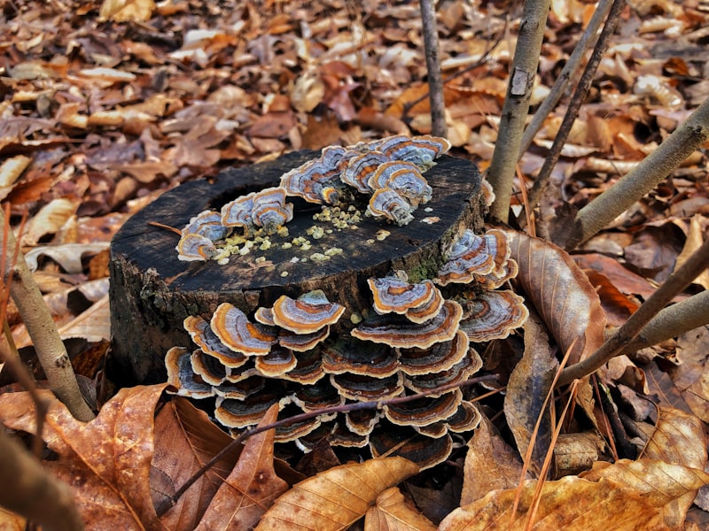 Ciuperci CHAGA uscate