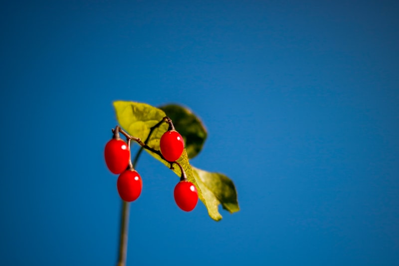 Fructe GOJI